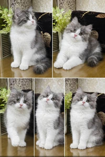 Persian kittens available 0/3/3/9/0/0/0/0/9/1/5