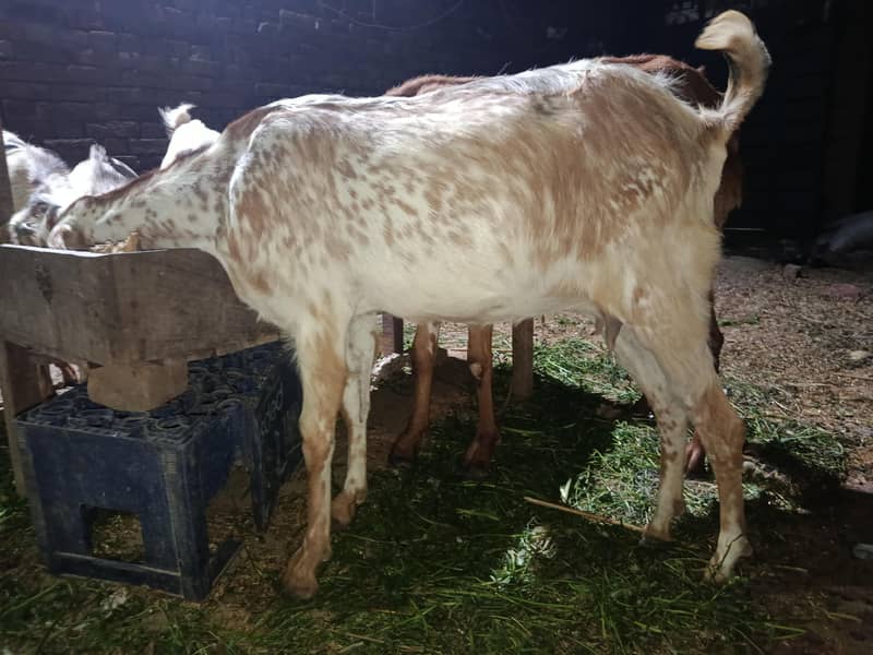 گھبن بکری برائے فروخت 3