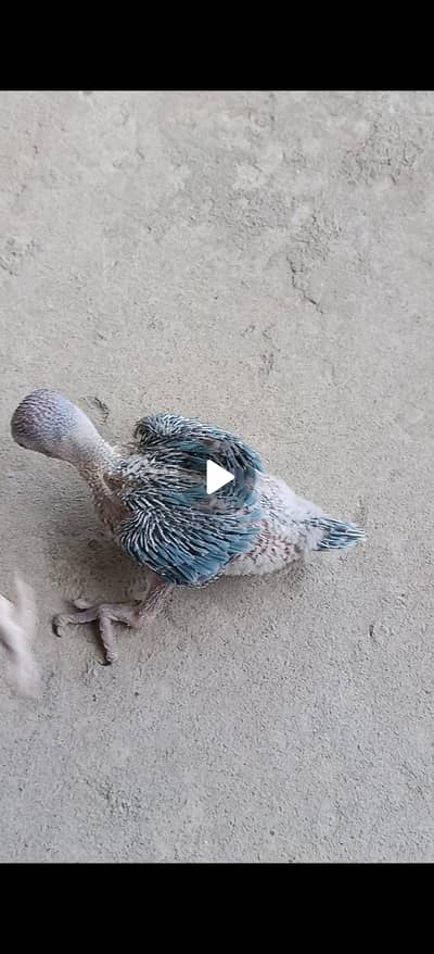 blue, green & green edge