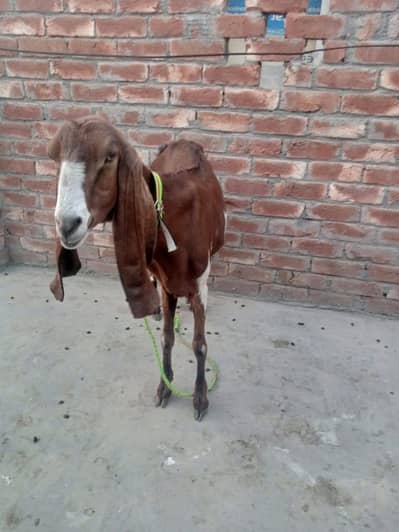 Daisy bakri cony for sale beautiful and healthy please  03084493683
