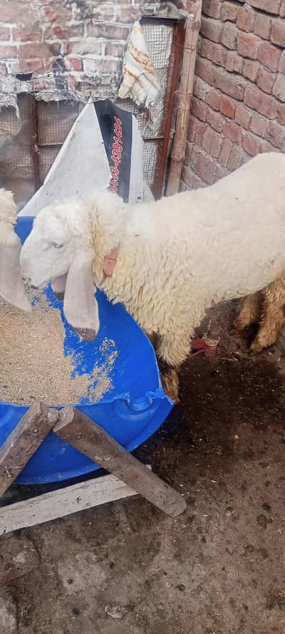 3 chatry 2 Mundra hain what app num 03236501245 price sub k separate h