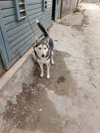 Huskey Female breeder