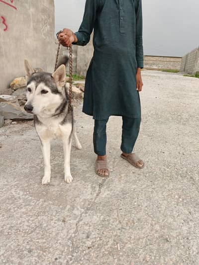Huskey Female breeder