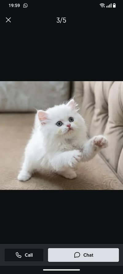 Persian British punch face piki face kitten cat Cash on delivery aval