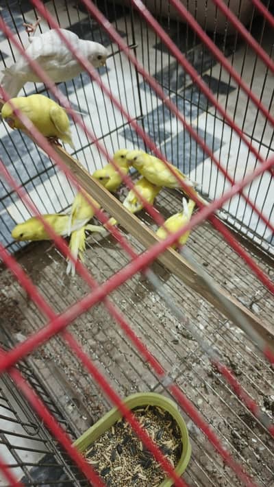 yellow Red eyes perotts