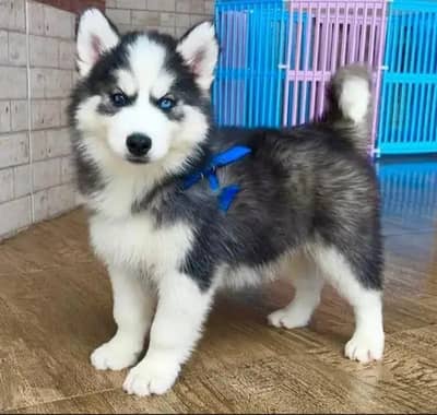 Premium Siberian Husky puppies for sale 0337=073=24=20 WhatsApp no
