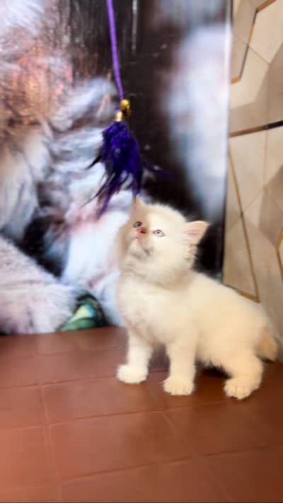 Persian British punch face piki face kitten cat Cash on delivery aval