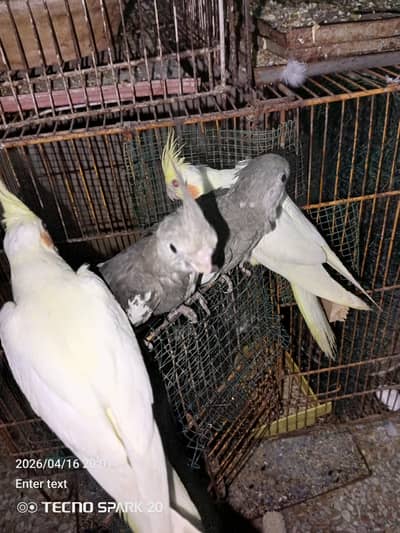 coktil chicks for sale for hand tam