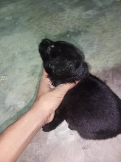 black German Shepherd