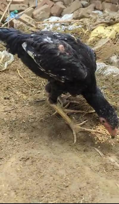 Aseel shamoo 2 pairs for sale