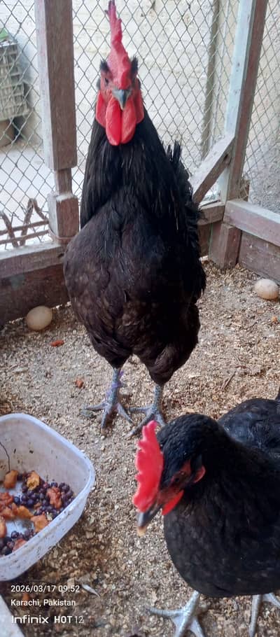 Australorp eggs laying hen
