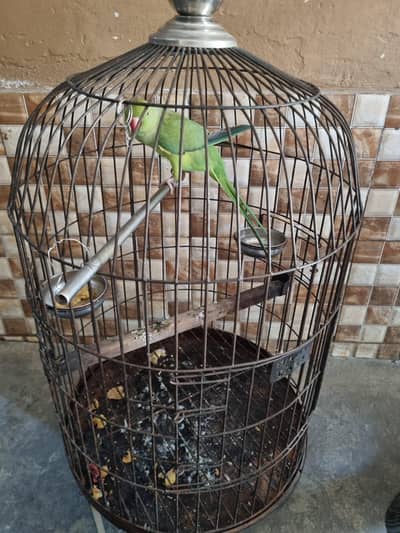 Talking Parrot With Cage