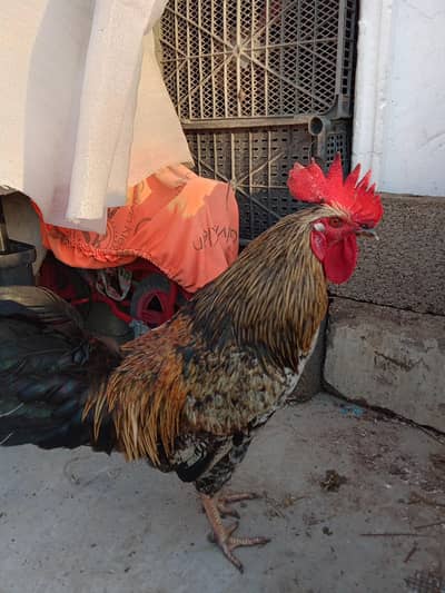 Desi Misri Rooster