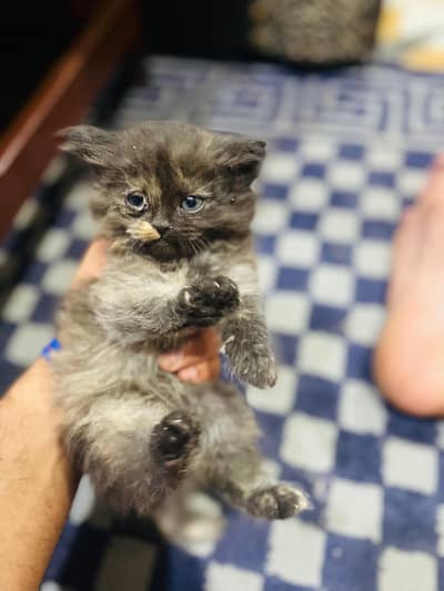 Persian cat breed for sale contact me