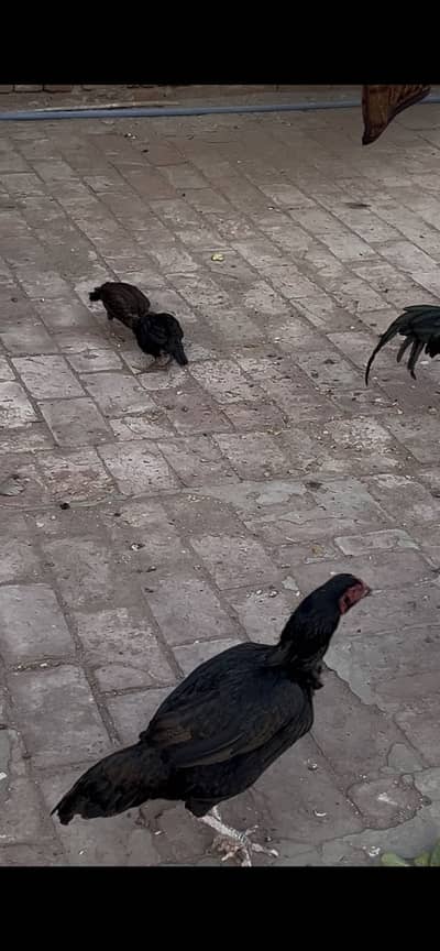 Aseel Rooster, Hens And Chicks