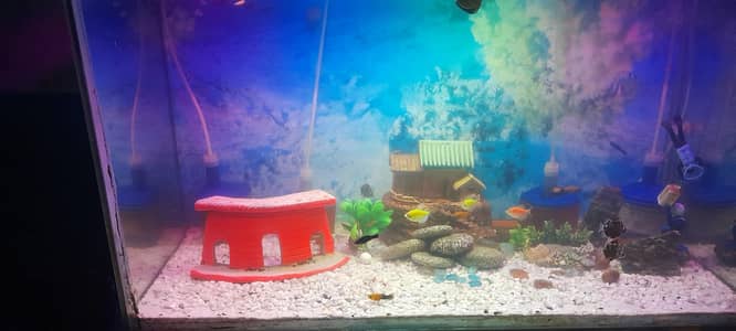 Aquarium 3 feet