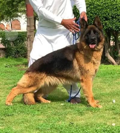 German shepher dog for sale only Whatsapp number 03327945291