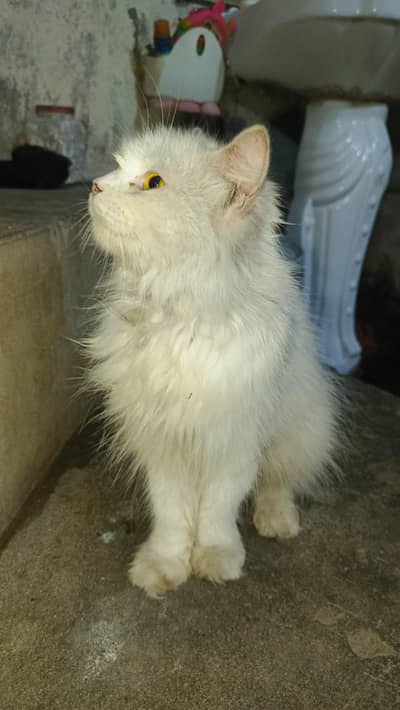 persian cat and his 2 baby cats