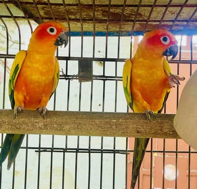 semi tamed sun conure