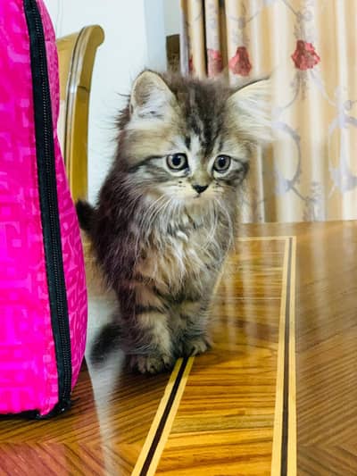 Kitten for a-dop-tion