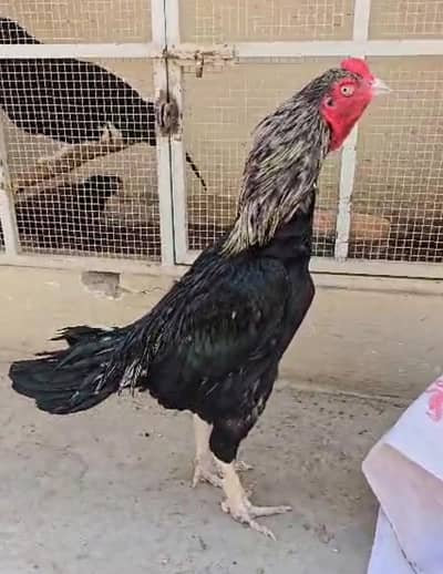 Aseel Murgha For Sale