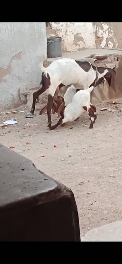 kamori bakri 2 bachon ka bacha dono male han