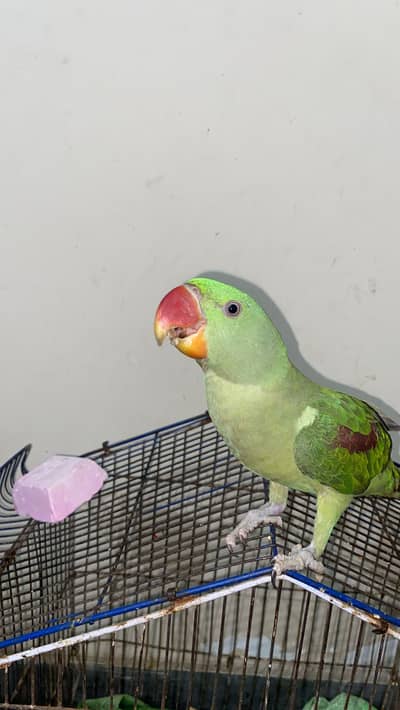 Raw parrot