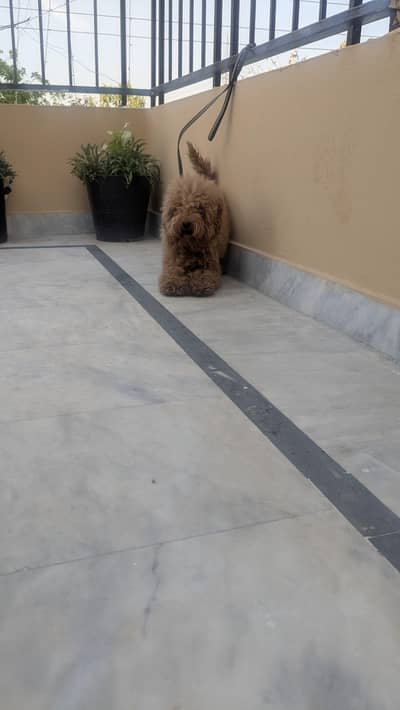 imported Toy Poodle Adult Female