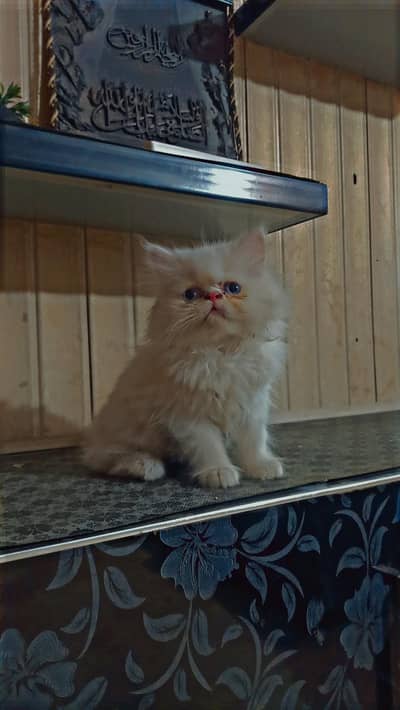 Persian Cat