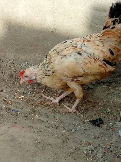 golden misire hen