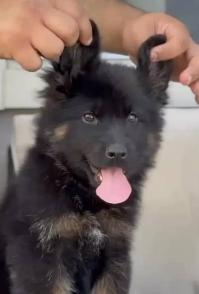 German shepherd puppy for sale my WhatsApp number 03 45 70 84 4 34
