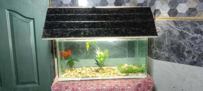 beautiful fish aquarium