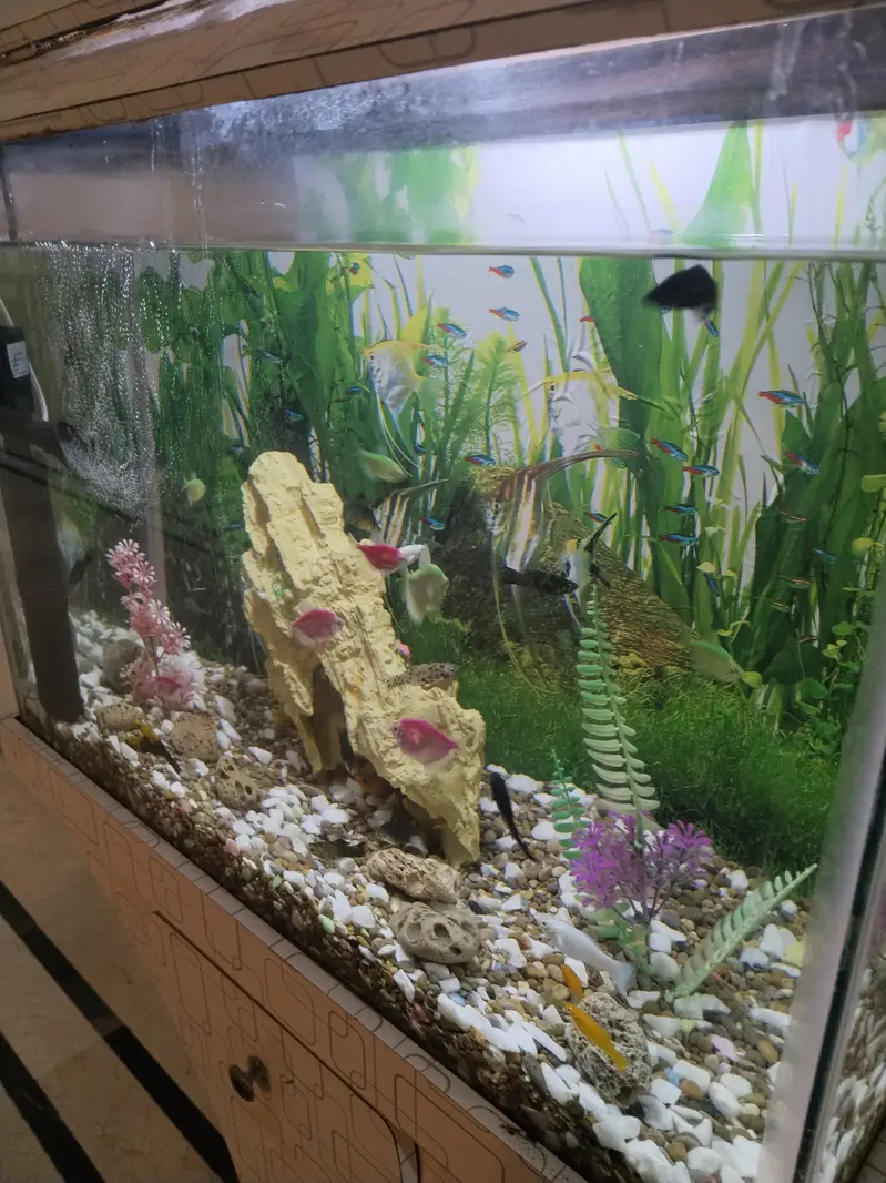 Beautiful 2 feet aquarium with fish — photo 2
