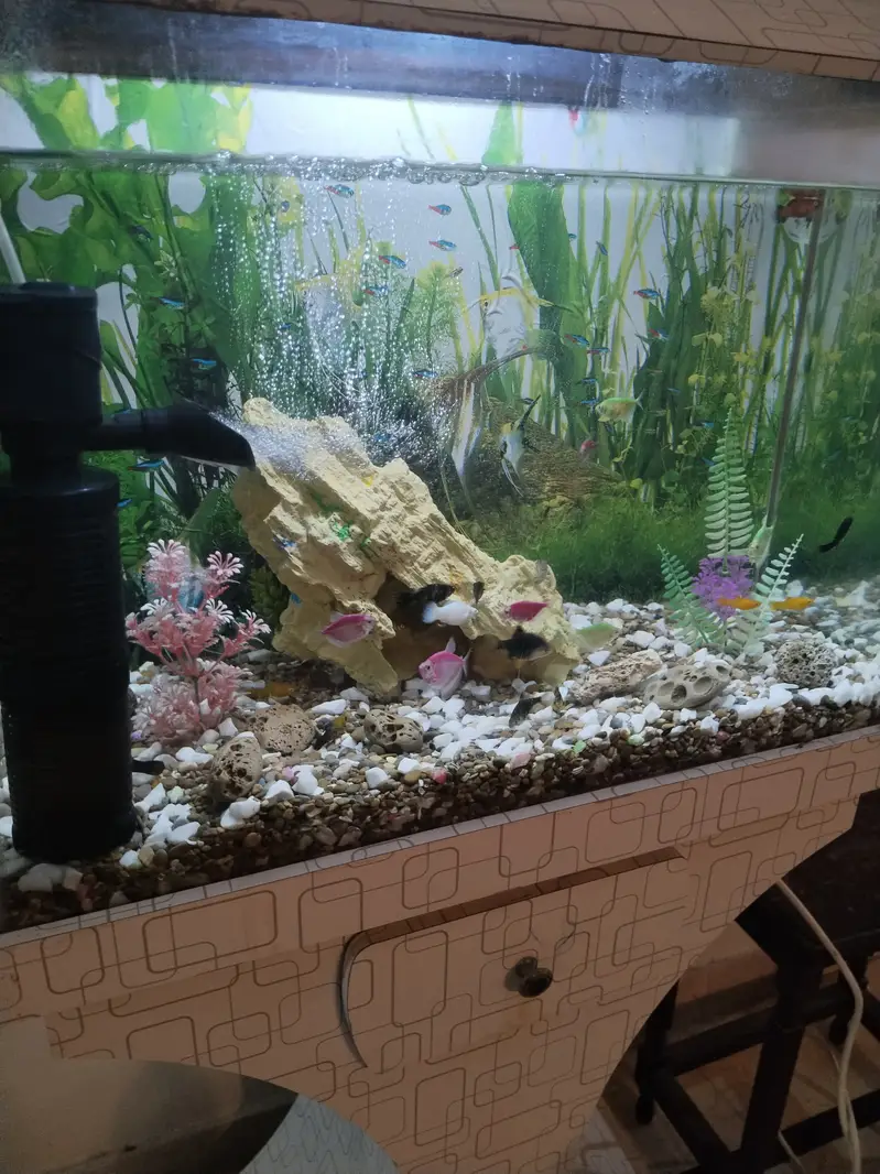 Beautiful 2 feet aquarium with fish — photo 4