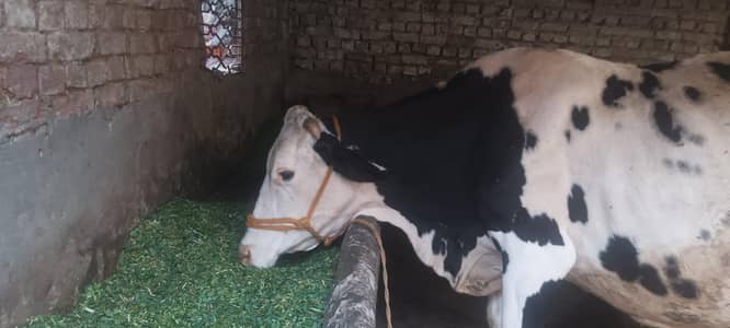 frision cross cow for sale  03006109886