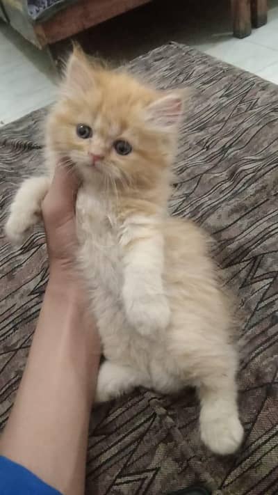 Australian Punch Face Kittens