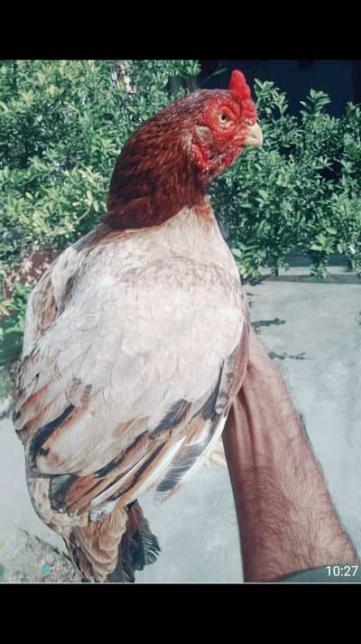 Aseel kile Taj madi for sale in islambad