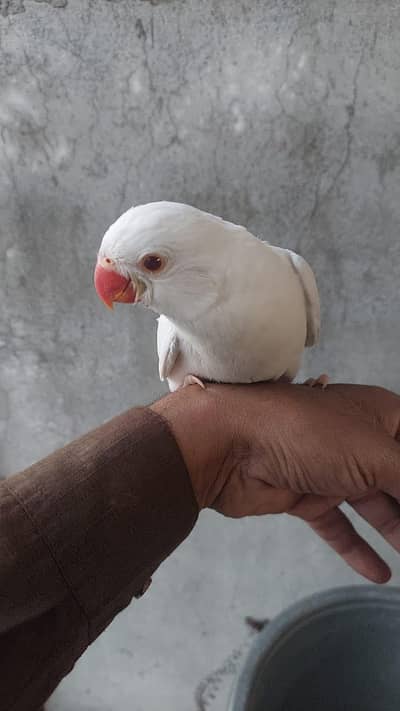 yelle . . blue and white. . . 03246446064