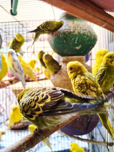 Budgies