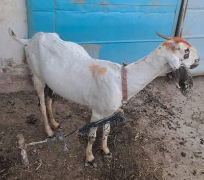 fresh and active goat for sale