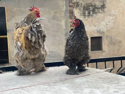 Blue cochine Male + Blue bharama Female breeder pair available