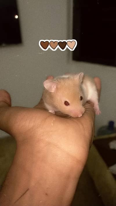 hamster for sale maximum age  is 7 months