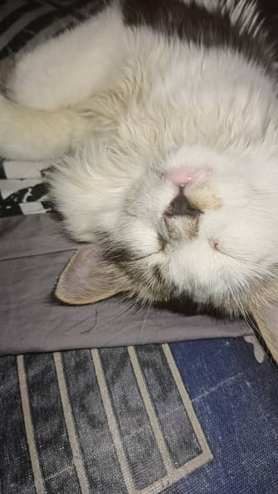 I well sale arjunt cat