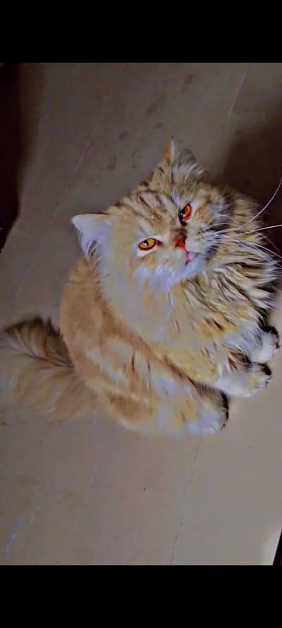 Persian Tripal Court Male ,Female & kitten available