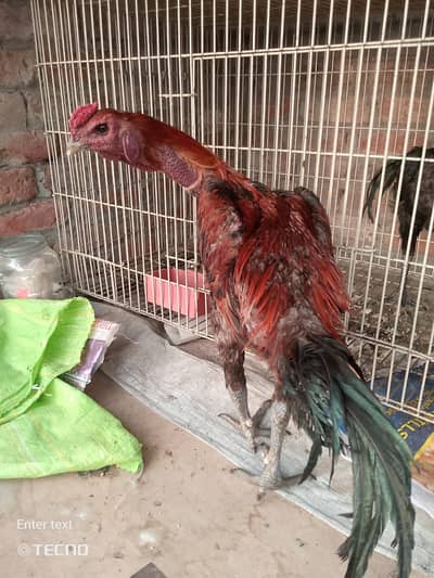 Dragon aseel morgha long tail jet black skin pure dragon 03020448380