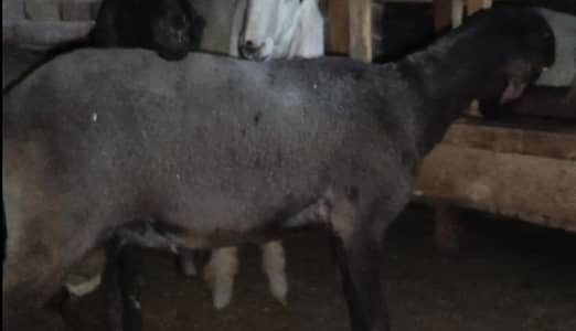 2 chatry  mash Allah