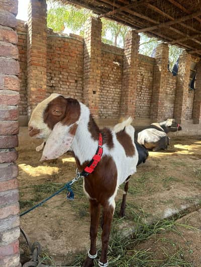 BAKRA FOR QURBANI