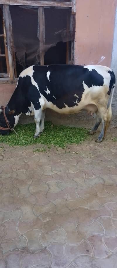 jersy cow for sale