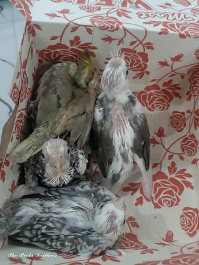 cocktails chicks available for hand tame purpose