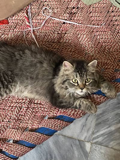 Male kitten age:5months